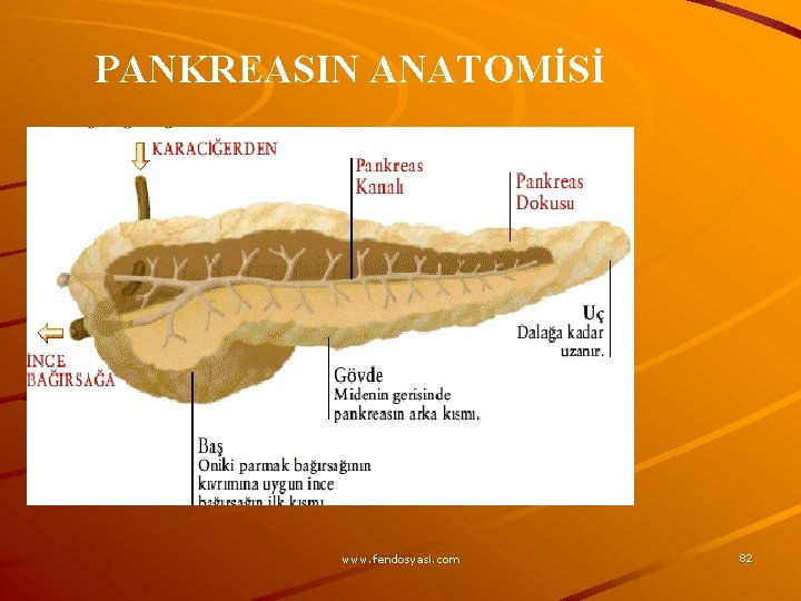 PANKREASIN ANATOMİSİ www. fendosyasi. com 82 