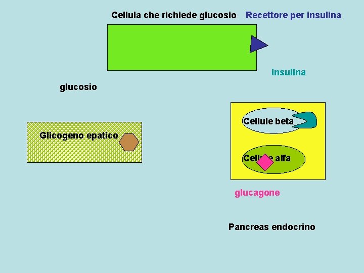 Cellula che richiede glucosio Recettore per insulina glucosio Cellule beta Glicogeno epatico Cellule alfa