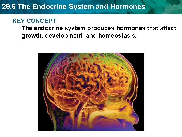 29. 6 The Endocrine System and Hormones KEY CONCEPT The endocrine system produces hormones