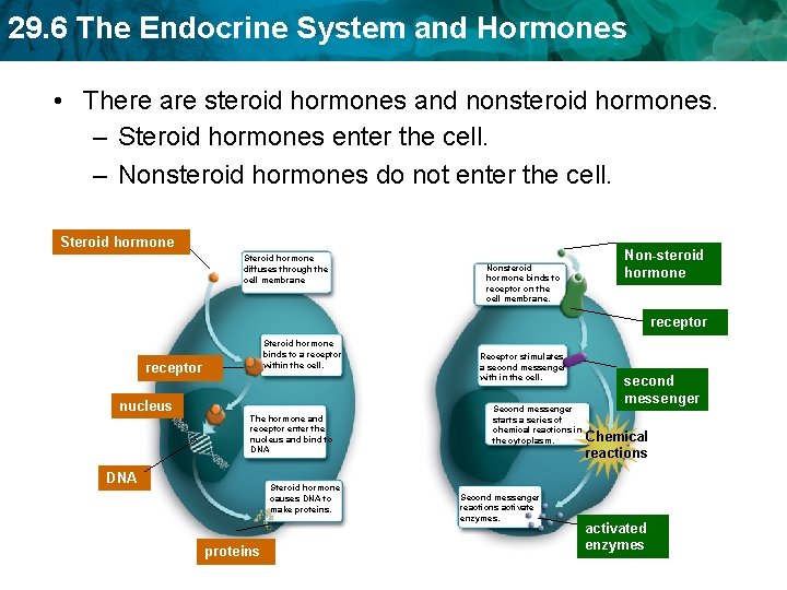 29. 6 The Endocrine System and Hormones • There are steroid hormones and nonsteroid