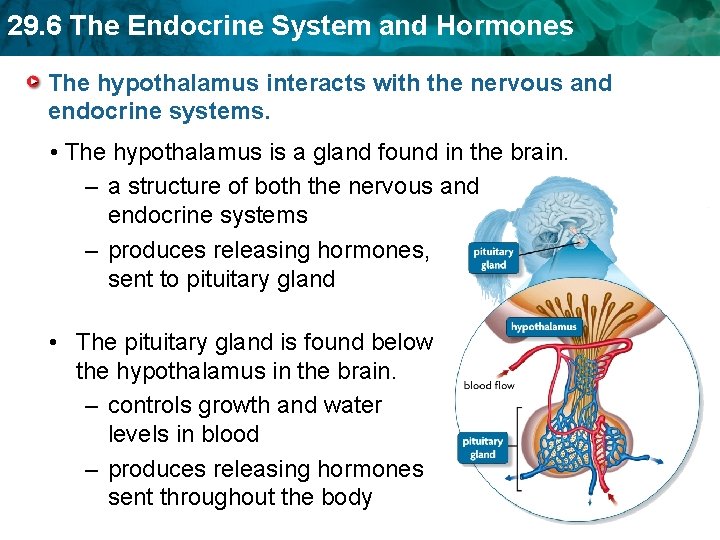 29. 6 The Endocrine System and Hormones The hypothalamus interacts with the nervous and