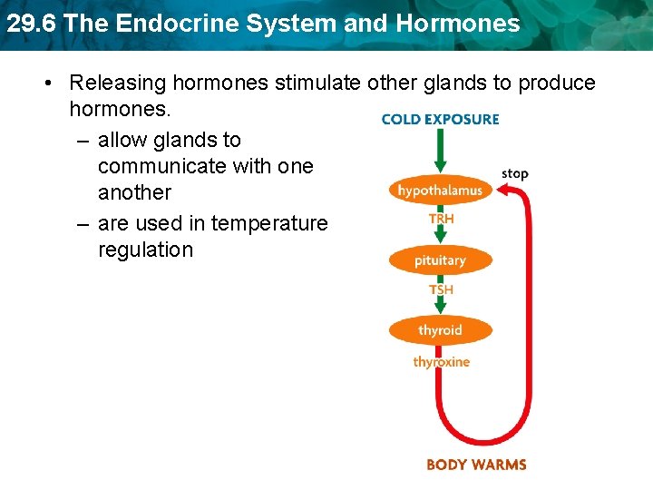 29. 6 The Endocrine System and Hormones • Releasing hormones stimulate other glands to
