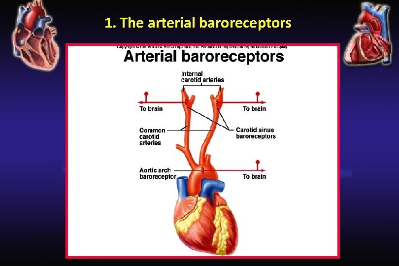 1. The arterial baroreceptors 