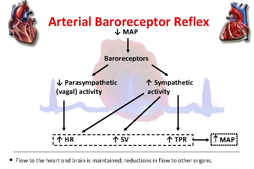 Arterial Baroreceptor Reflex ↓ MAP Baroreceptors ↓ Parasympathetic (vagal) activity ↑ HR • ↑