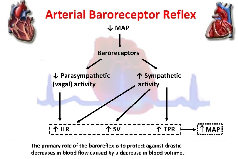 Arterial Baroreceptor Reflex ↓ MAP Baroreceptors ↓ Parasympathetic (vagal) activity ↑ HR ↑ SV