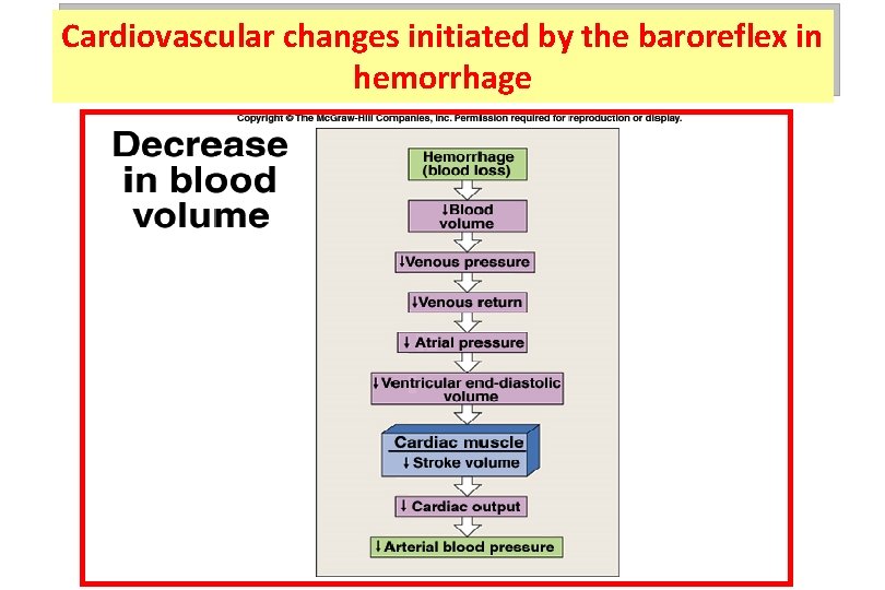 Cardiovascular changes initiated by the baroreflex in hemorrhage 