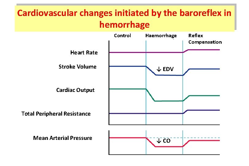 Cardiovascular changes initiated by the baroreflex in hemorrhage Control Haemorrhage Heart Rate Stroke Volume