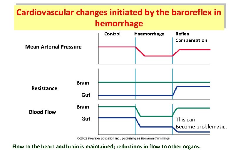 Cardiovascular changes initiated by the baroreflex in hemorrhage Control Mean Arterial Pressure Resistance Blood