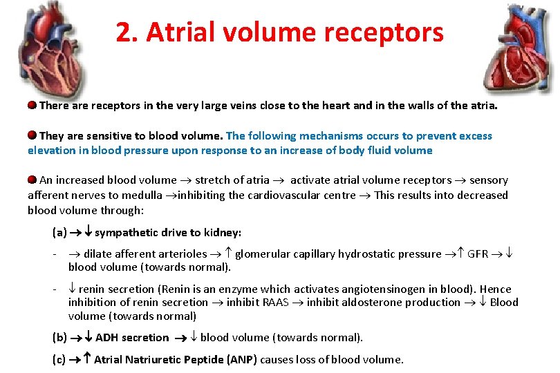 2. Atrial volume receptors There are receptors in the very large veins close to
