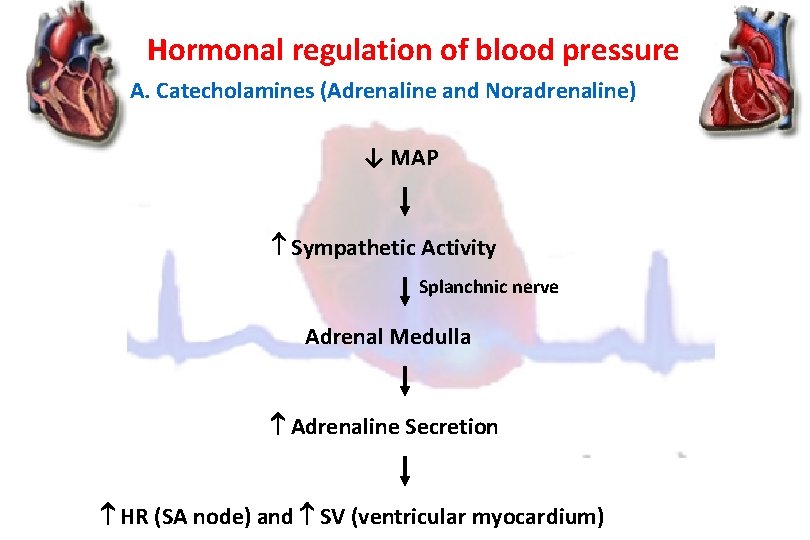 Hormonal regulation of blood pressure A. Catecholamines (Adrenaline and Noradrenaline) ↓ MAP Sympathetic Activity