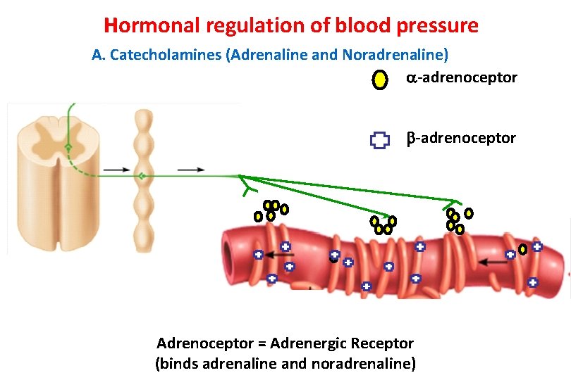 Hormonal regulation of blood pressure A. Catecholamines (Adrenaline and Noradrenaline) -adrenoceptor Adrenoceptor = Adrenergic