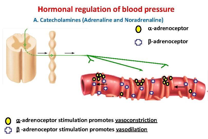 Hormonal regulation of blood pressure A. Catecholamines (Adrenaline and Noradrenaline) -adrenoceptor stimulation promotes vasoconstriction