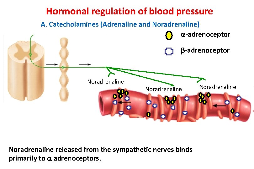 Hormonal regulation of blood pressure A. Catecholamines (Adrenaline and Noradrenaline) -adrenoceptor Noradrenaline released from