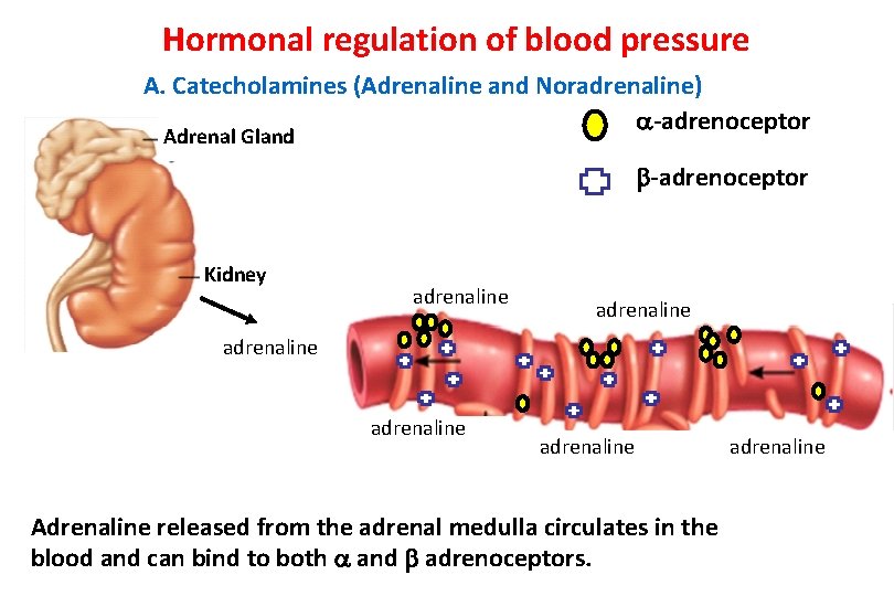 Hormonal regulation of blood pressure A. Catecholamines (Adrenaline and Noradrenaline) -adrenoceptor Adrenal Gland -adrenoceptor