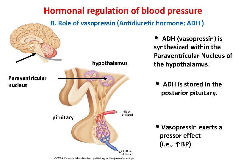 Hormonal regulation of blood pressure B. Role of vasopressin (Antidiuretic hormone; ADH ) •