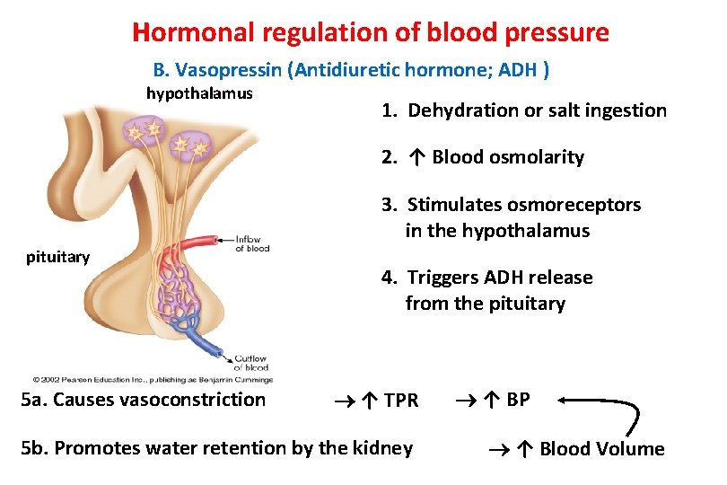 Hormonal regulation of blood pressure B. Vasopressin (Antidiuretic hormone; ADH ) hypothalamus 1. Dehydration