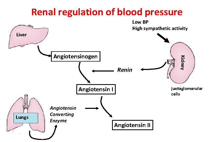 Renal regulation of blood pressure Low BP High sympathetic activity Liver Renin Angiotensin I