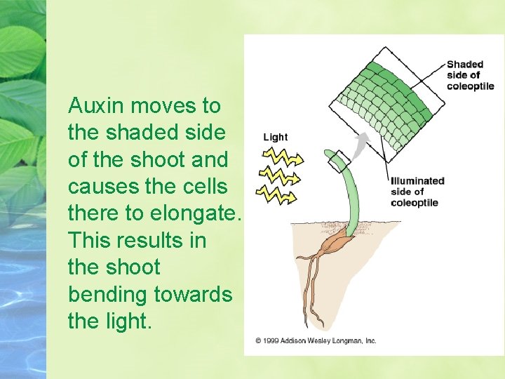 Auxin moves to the shaded side of the shoot and causes the cells there