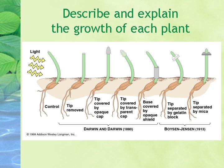 Describe and explain the growth of each plant 