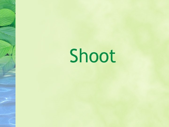 Shoot 