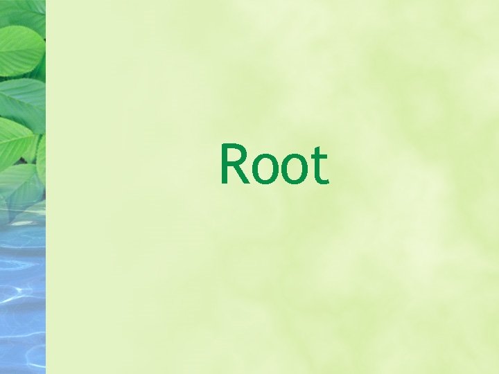 Root 