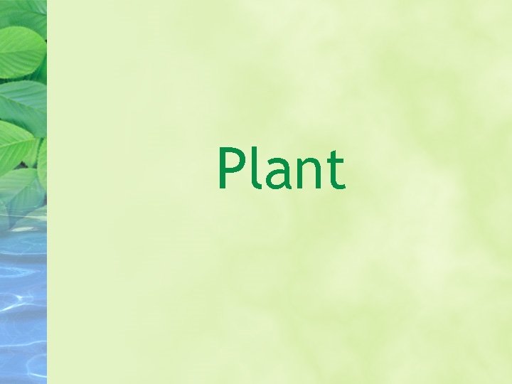 Plant 