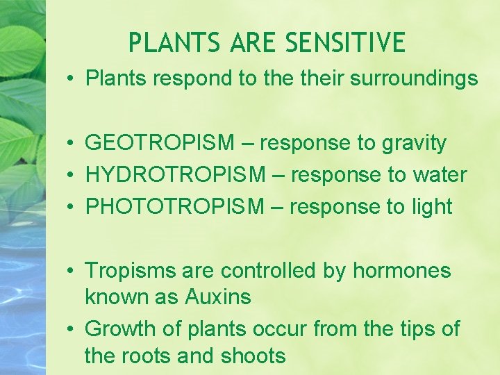 PLANTS ARE SENSITIVE • Plants respond to their surroundings • GEOTROPISM – response to