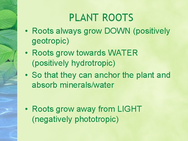 PLANT ROOTS • Roots always grow DOWN (positively geotropic) • Roots grow towards WATER