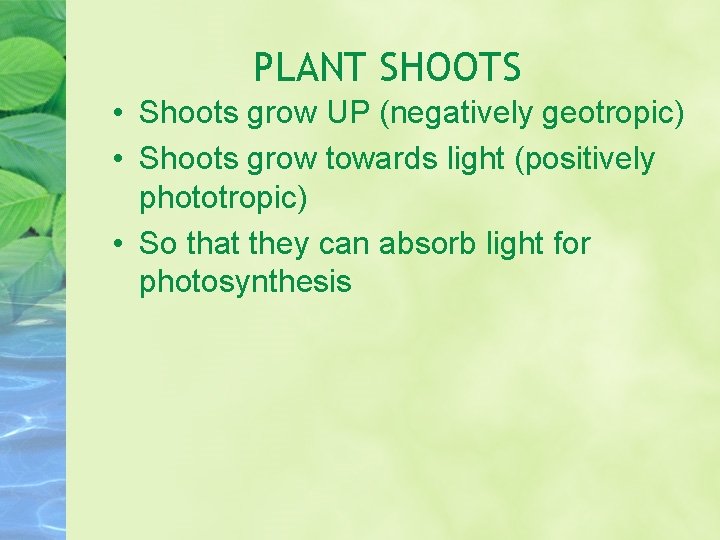 PLANT SHOOTS • Shoots grow UP (negatively geotropic) • Shoots grow towards light (positively