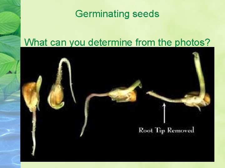 Germinating seeds What can you determine from the photos? 