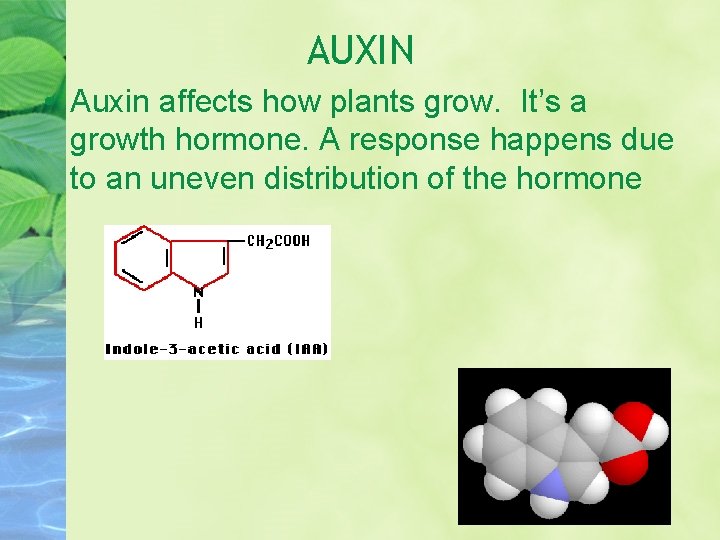 AUXIN • Auxin affects how plants grow. It’s a growth hormone. A response happens