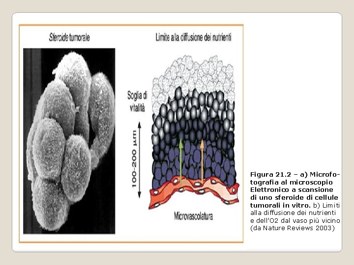 Figura 21. 2 – a) Microfotografia al microscopio Elettronico a scansione di uno sferoide Figura 21. 2 – a) Microfotografia al microscopio Elettronico a scansione di uno sferoide