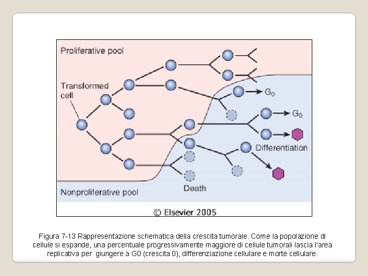 Figura 7 -13 Rappresentazione schematica della crescita tumorale. Come la popolazione di cellule si Figura 7 -13 Rappresentazione schematica della crescita tumorale. Come la popolazione di cellule si
