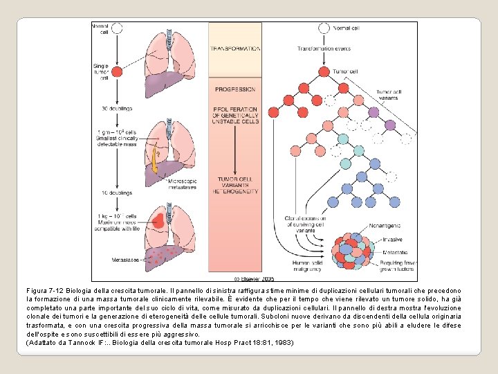 Figura 7 -12 Biologia della crescita tumorale. Il pannello di sinistra raffigura stime minime Figura 7 -12 Biologia della crescita tumorale. Il pannello di sinistra raffigura stime minime