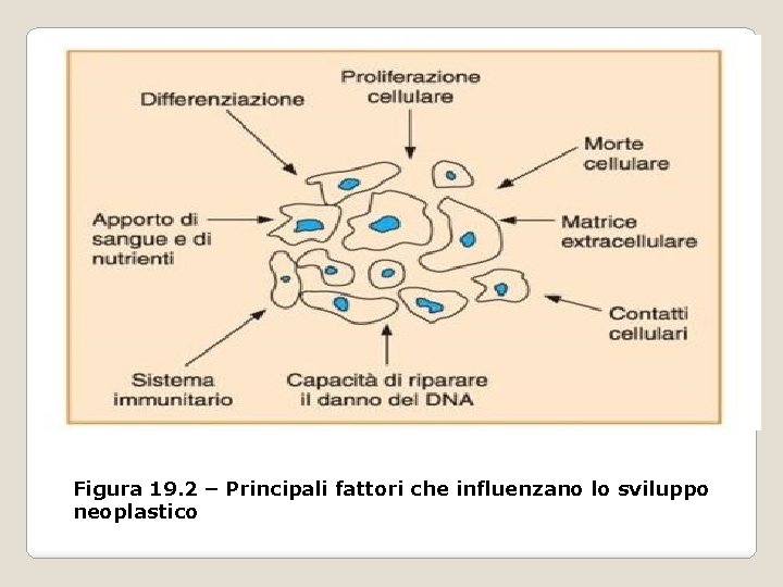 Figura 19. 2 – Principali fattori che influenzano lo sviluppo neoplastico Figura 19. 2 – Principali fattori che influenzano lo sviluppo neoplastico