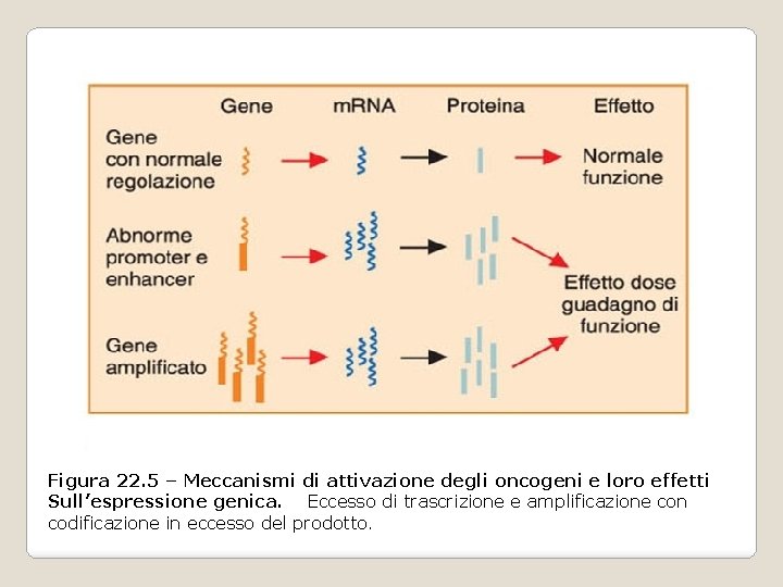 Figura 22. 5 – Meccanismi di attivazione degli oncogeni e loro effetti Sull’espressione genica. Figura 22. 5 – Meccanismi di attivazione degli oncogeni e loro effetti Sull’espressione genica.