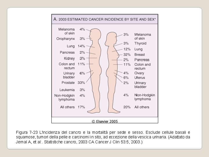 Figura 7 -23 L'incidenza del cancro e la mortalità per sede e sesso. Esclude Figura 7 -23 L'incidenza del cancro e la mortalità per sede e sesso. Esclude