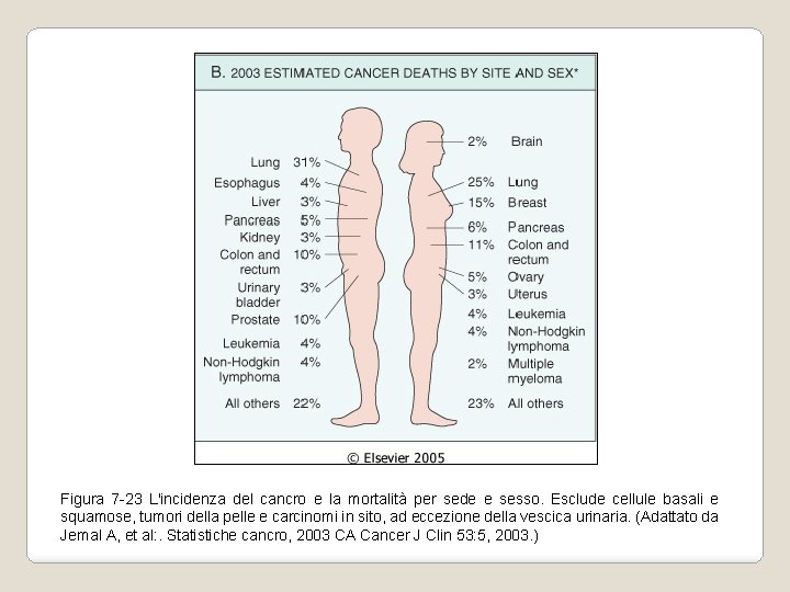 Figura 7 -23 L'incidenza del cancro e la mortalità per sede e sesso. Esclude Figura 7 -23 L'incidenza del cancro e la mortalità per sede e sesso. Esclude