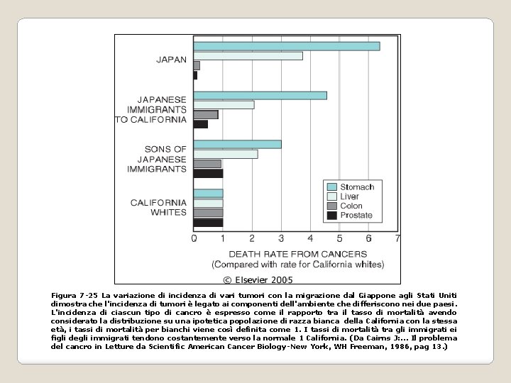 Figura 7 -25 La variazione di incidenza di vari tumori con la migrazione dal Figura 7 -25 La variazione di incidenza di vari tumori con la migrazione dal