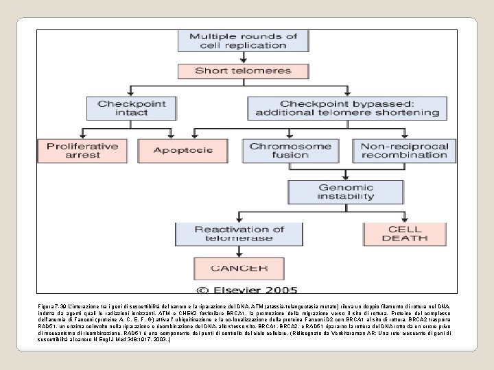 Figura 7 -39 L'interazione tra i geni di suscettibilità del cancro e la riparazione Figura 7 -39 L'interazione tra i geni di suscettibilità del cancro e la riparazione