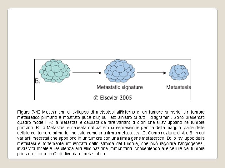 Figura 7 -43 Meccanismi di sviluppo di metastasi all'interno di un tumore primario. Un Figura 7 -43 Meccanismi di sviluppo di metastasi all'interno di un tumore primario. Un