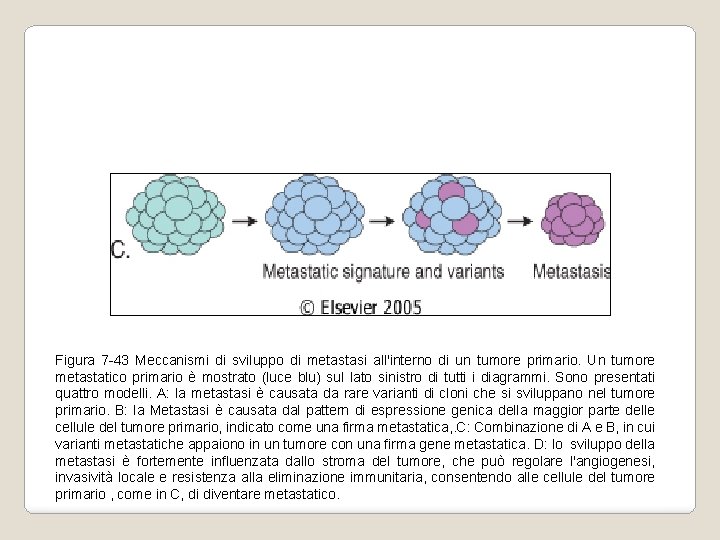 Figura 7 -43 Meccanismi di sviluppo di metastasi all'interno di un tumore primario. Un Figura 7 -43 Meccanismi di sviluppo di metastasi all'interno di un tumore primario. Un