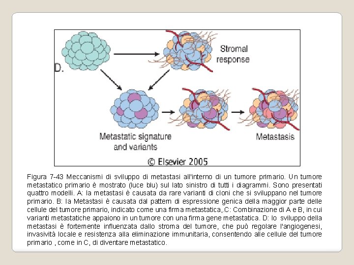 Figura 7 -43 Meccanismi di sviluppo di metastasi all'interno di un tumore primario. Un Figura 7 -43 Meccanismi di sviluppo di metastasi all'interno di un tumore primario. Un