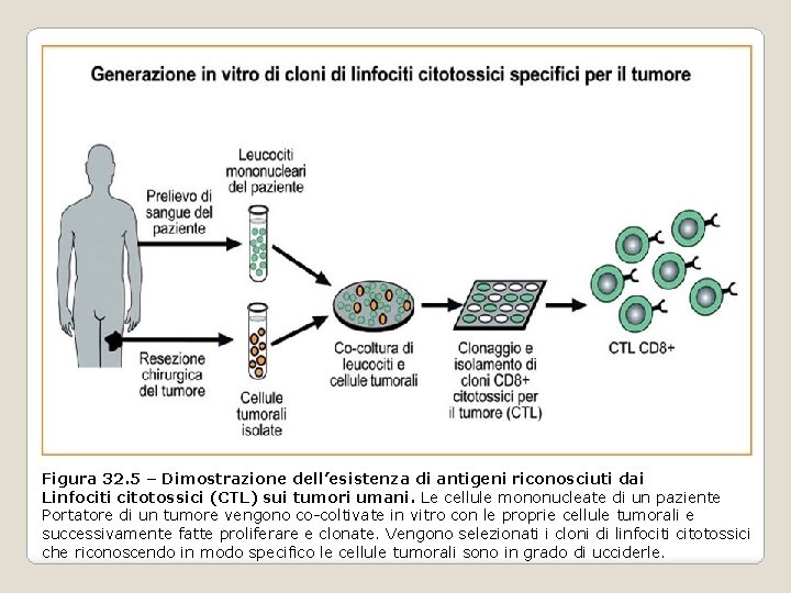 Figura 32. 5 – Dimostrazione dell’esistenza di antigeni riconosciuti dai Linfociti citotossici (CTL) sui Figura 32. 5 – Dimostrazione dell’esistenza di antigeni riconosciuti dai Linfociti citotossici (CTL) sui
