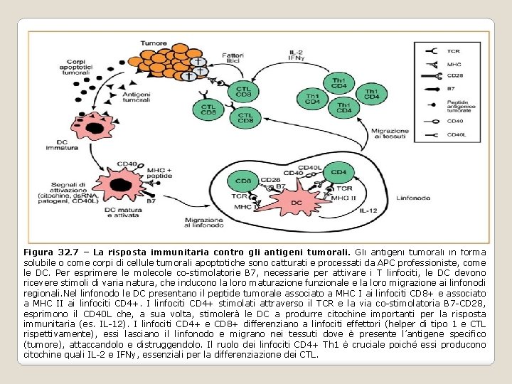 Figura 32. 7 – La risposta immunitaria contro gli antigeni tumorali. Gli antigeni tumorali Figura 32. 7 – La risposta immunitaria contro gli antigeni tumorali. Gli antigeni tumorali