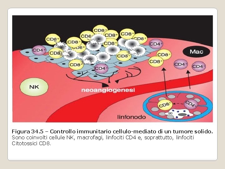 Figura 34. 5 – Controllo immunitario cellulo-mediato di un tumore solido. Sono coinvolti cellule Figura 34. 5 – Controllo immunitario cellulo-mediato di un tumore solido. Sono coinvolti cellule