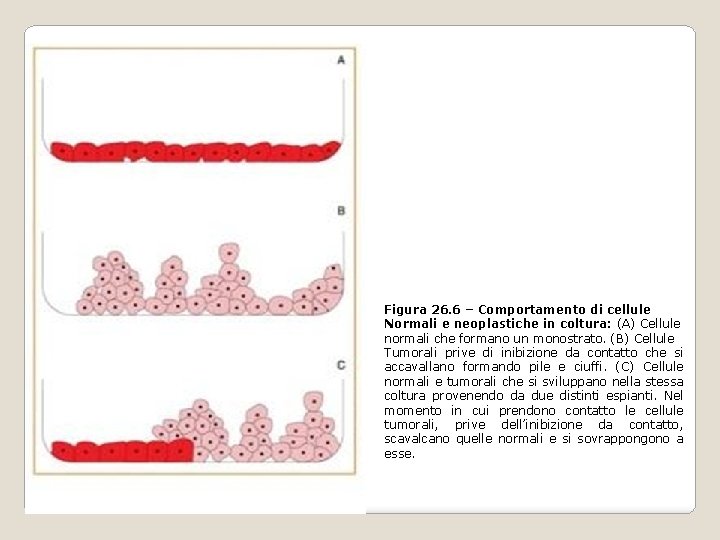 Figura 26. 6 – Comportamento di cellule Normali e neoplastiche in coltura: (A) Cellule Figura 26. 6 – Comportamento di cellule Normali e neoplastiche in coltura: (A) Cellule