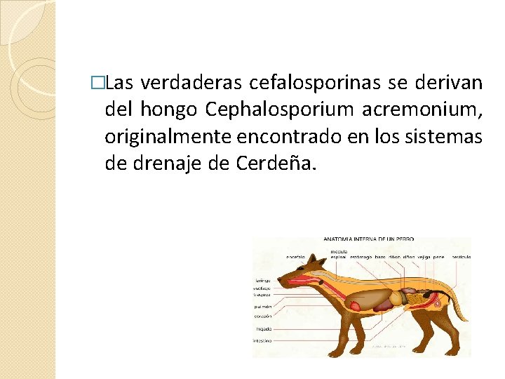 �Las verdaderas cefalosporinas se derivan del hongo Cephalosporium acremonium, originalmente encontrado en los sistemas