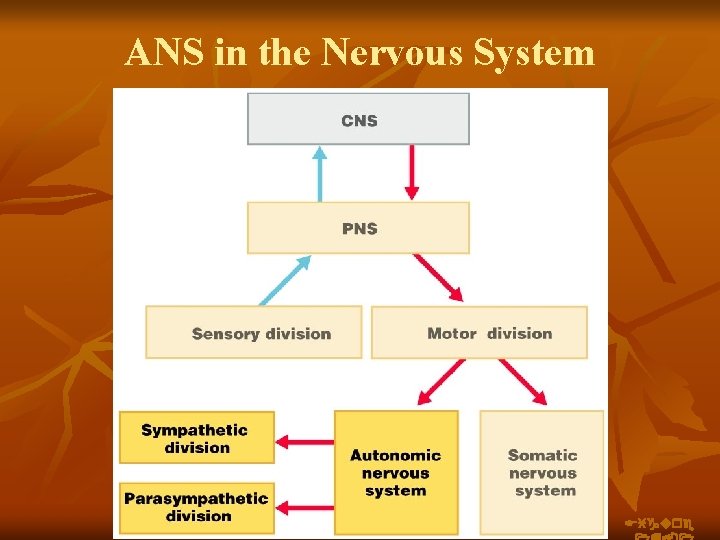 ANS in the Nervous System Figure 