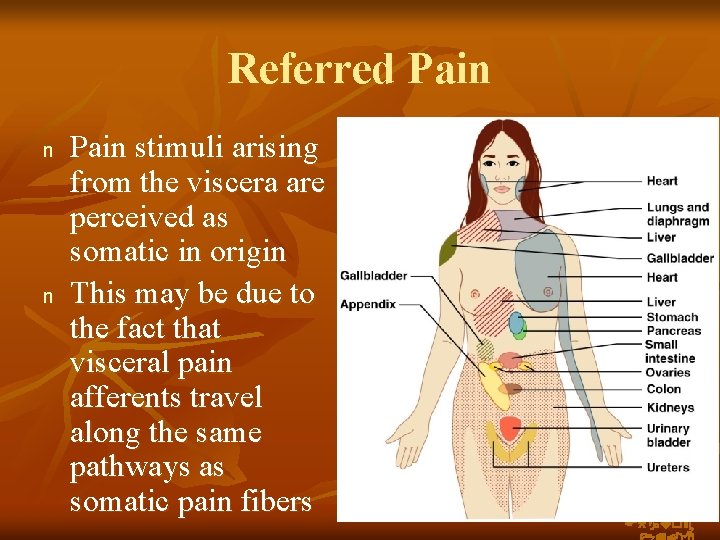 Referred Pain n n Pain stimuli arising from the viscera are perceived as somatic